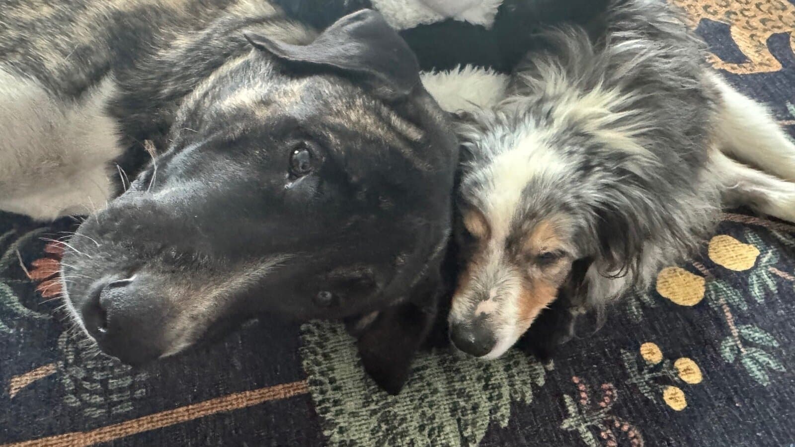 Snuggles, the dog the campaign is trying to save
